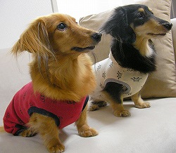 �m�[�X���[�u�Ȃ̂ŁA�_�b�N�X�����ɂ��œK�ł���