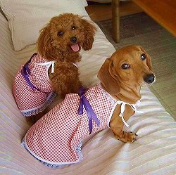 �y�W������p�z���y�_�b�N�X�p�z