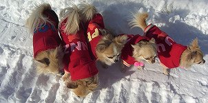 �e�q�őS���������ŉ����`��