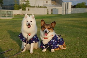 �X�e�L�Ȃ��ʐ^�ł��`